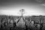 Les Babillieres 1093.jpg